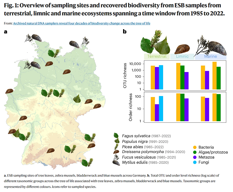 Eine Grafik auf der linken Seite der Abbildung zeigt Probenahmegebiete von Baumblättern, Zebramuscheln, Blasentang und Miesmuscheln.  Die rechte Seite zeigt eine Grafik zur Gesamtzahl der taxonomischen Einheiten und Artenvielfalt auf Ordnungsniveau verschiedener taxonomischer Gruppen.