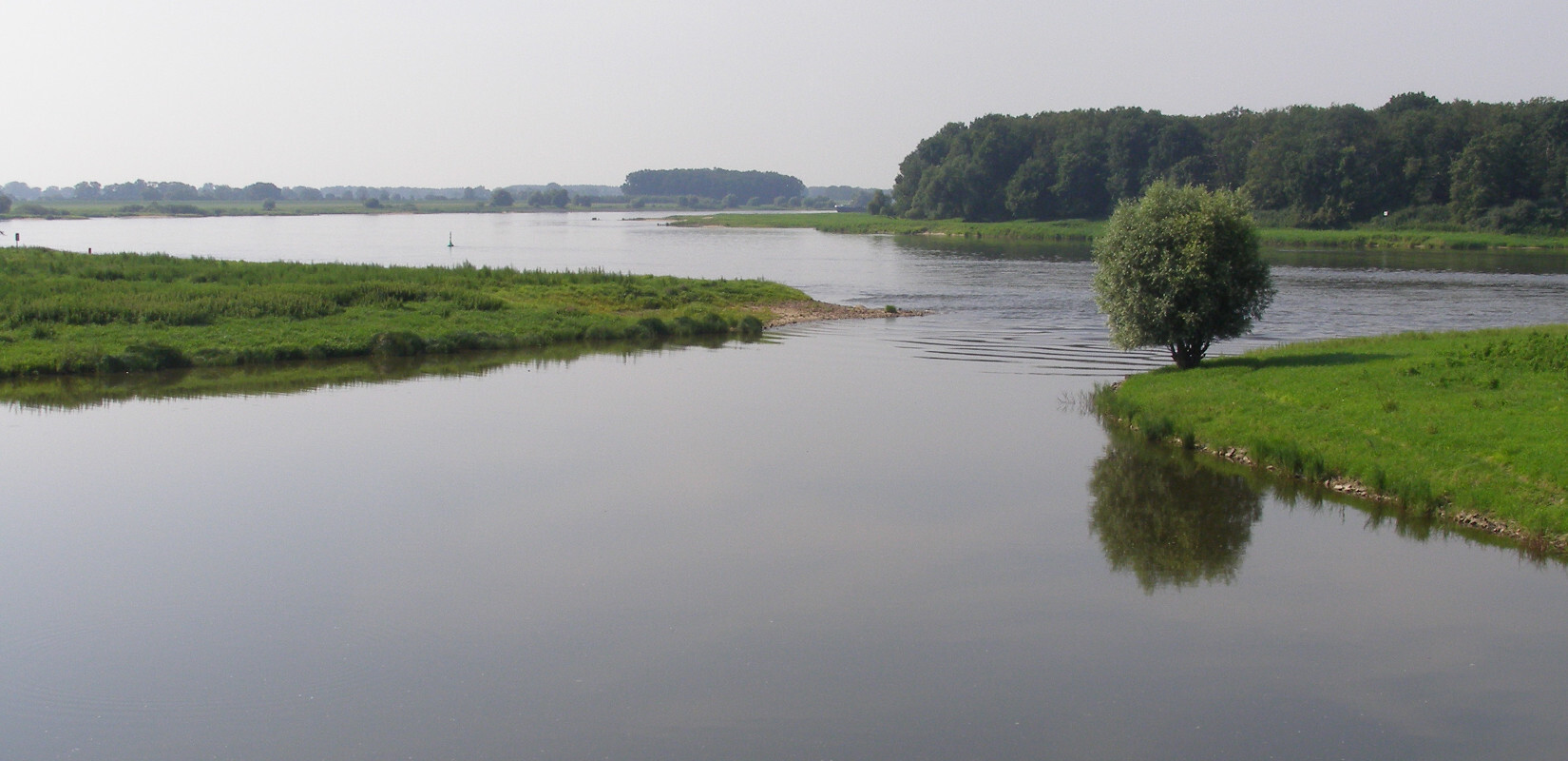 The river Elbe flows through a meadow landscape.