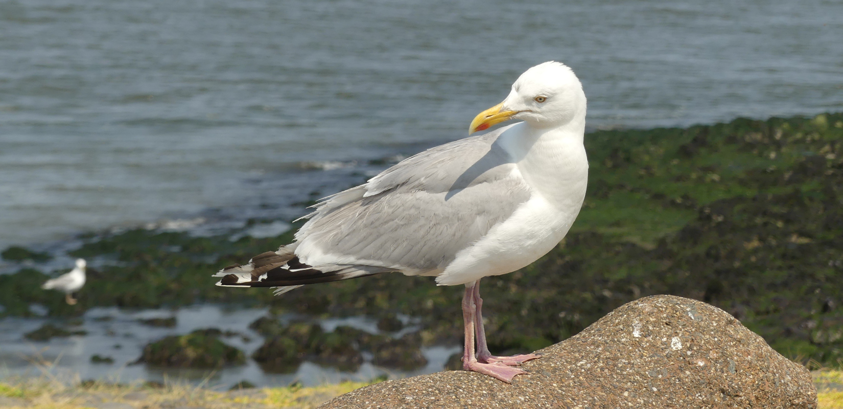 A herring gull sitting on a stone