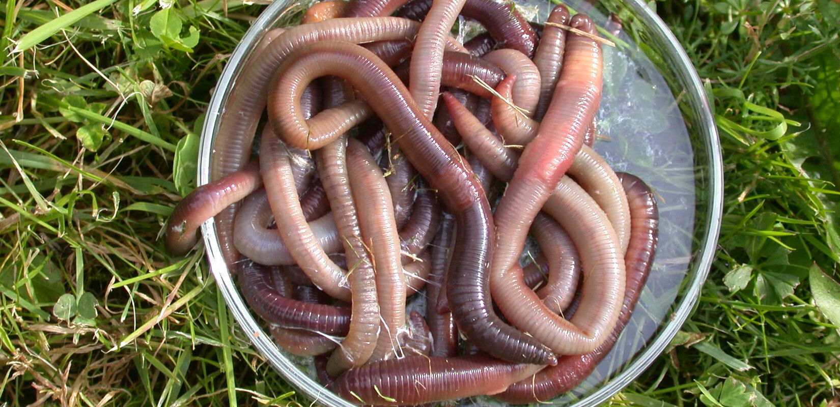 Earthworms in a petri dish