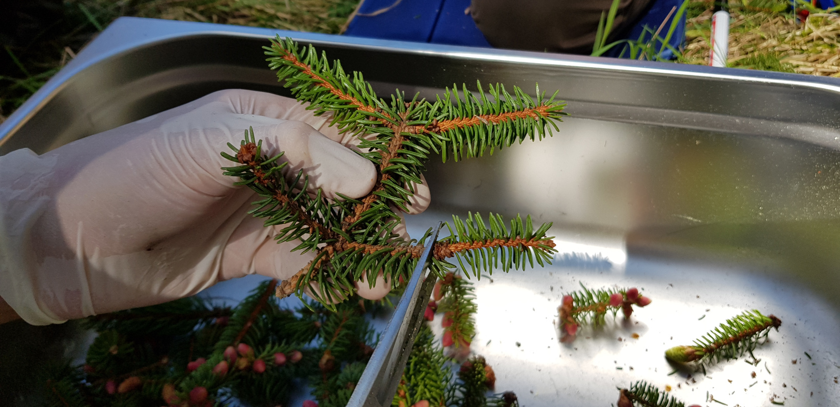 Common spruce shoot