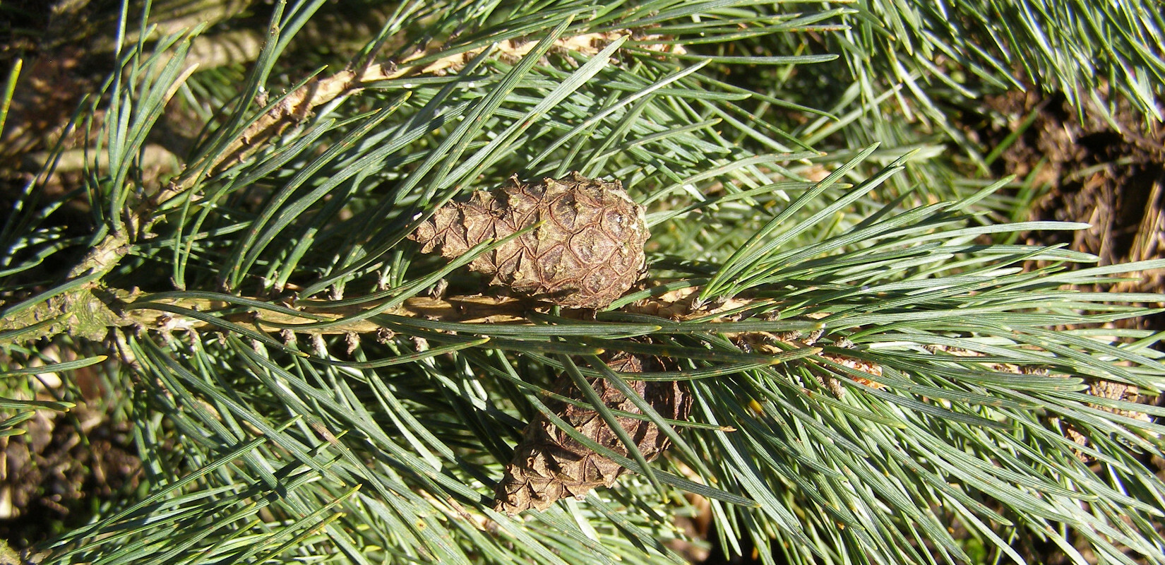 A pine shoot with cones