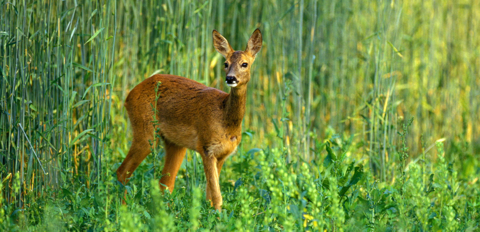 A roe deer yearling