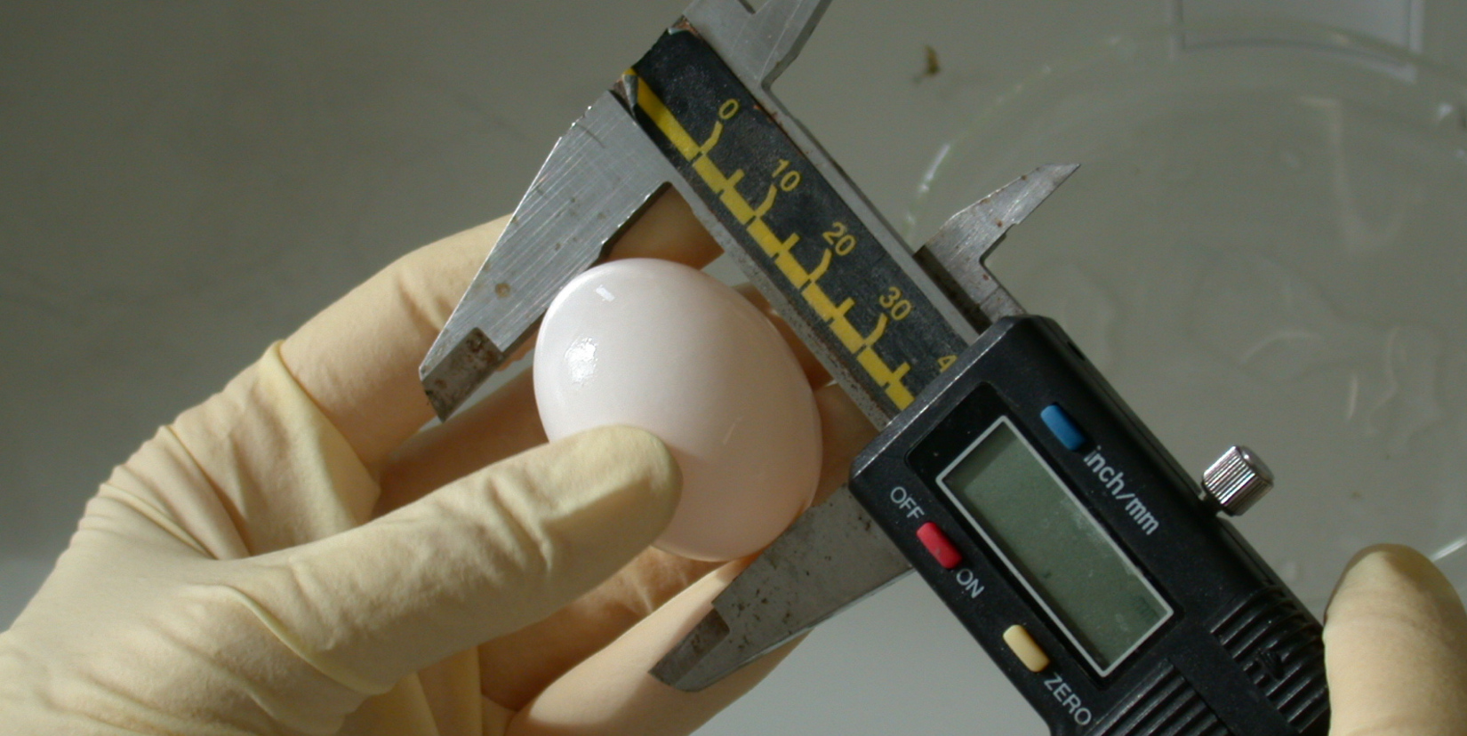 A pigeon egg is measured