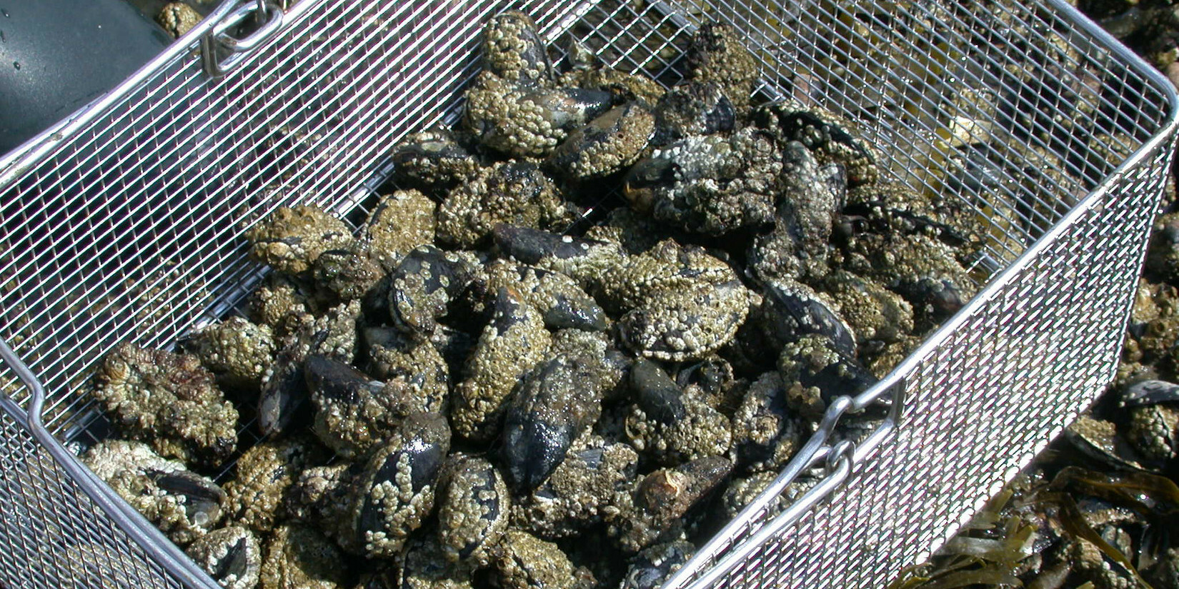 Blue mussels in a basket