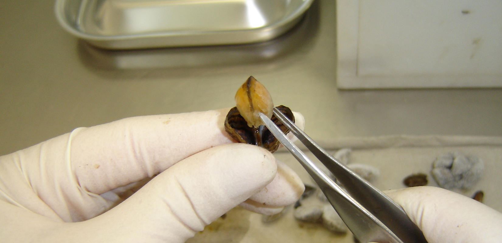 The soft body of a zebra mussel is extracted