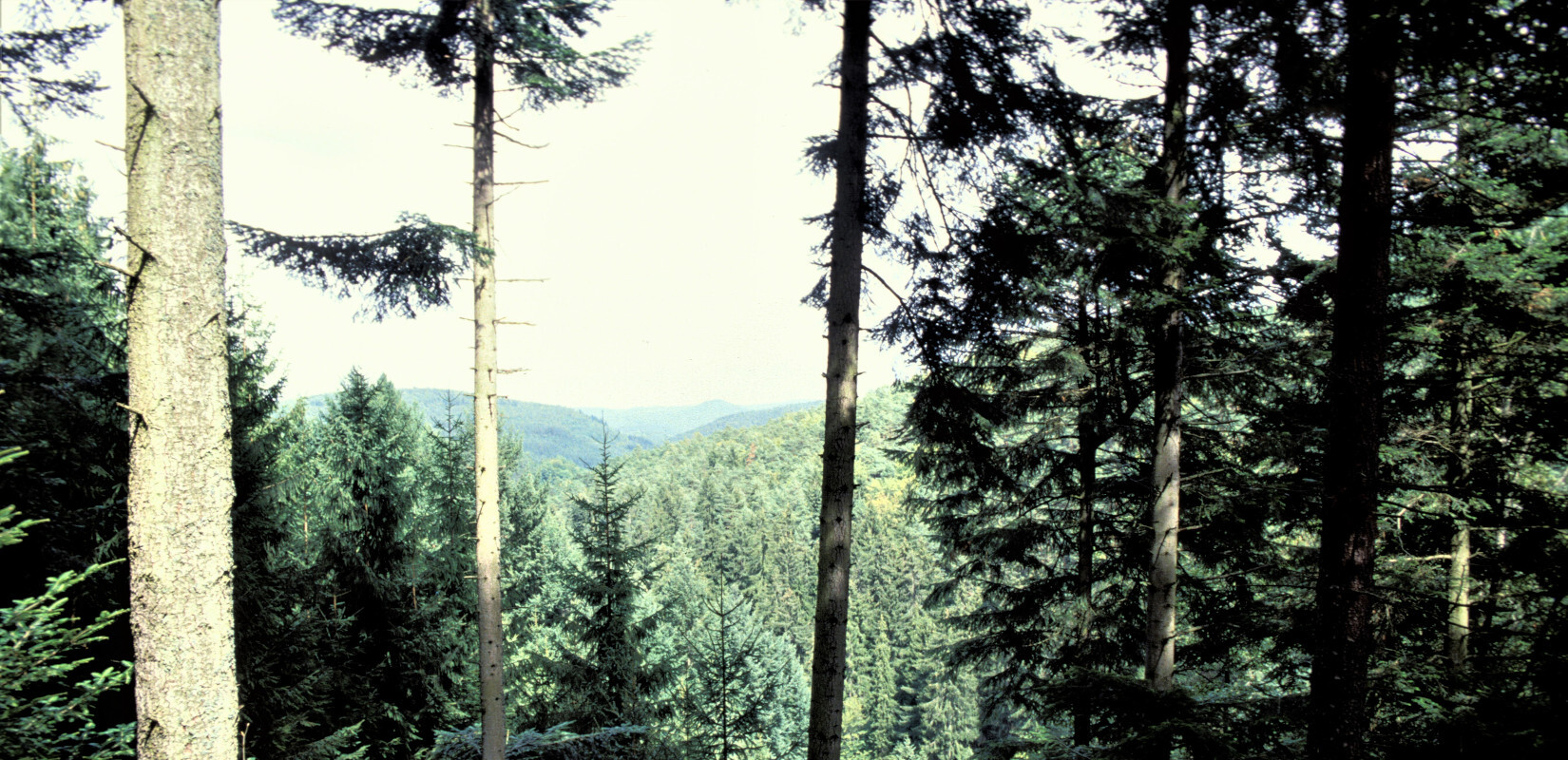 Spruce population in Moosbachtal