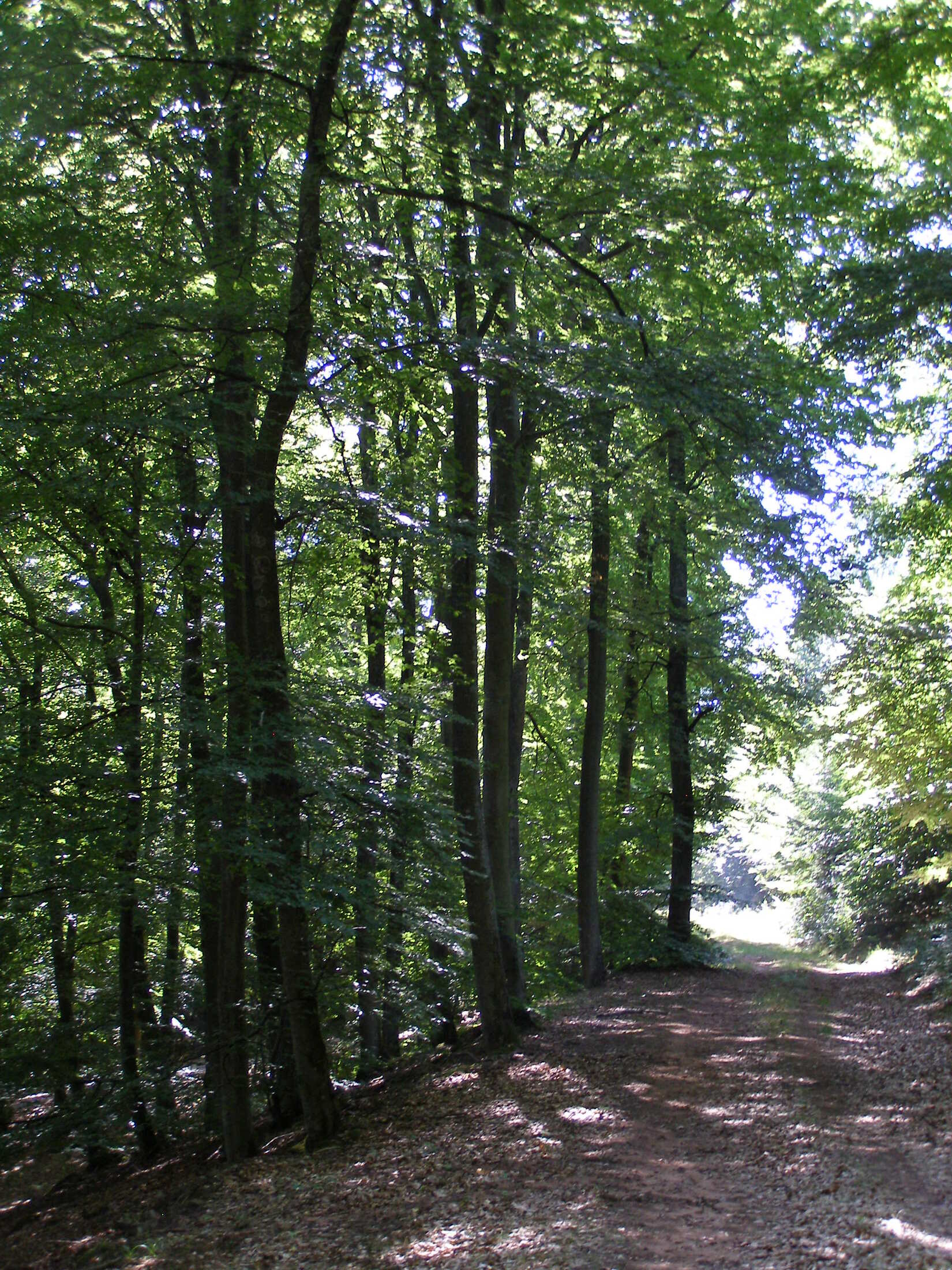 Spruce population in Moosbachtal