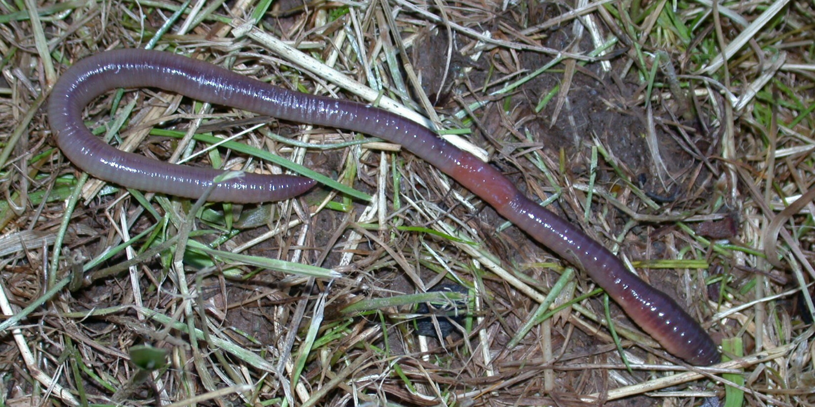 An Earthworm (Aporrectodea longa) on a meadow