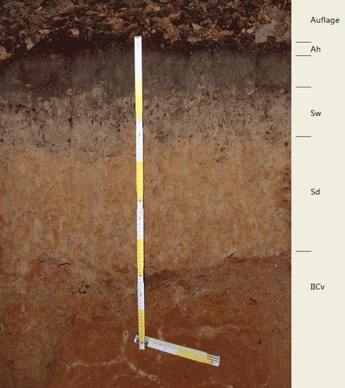 Soil profile of the sampling site Warndt 2; Photo: FhG IME