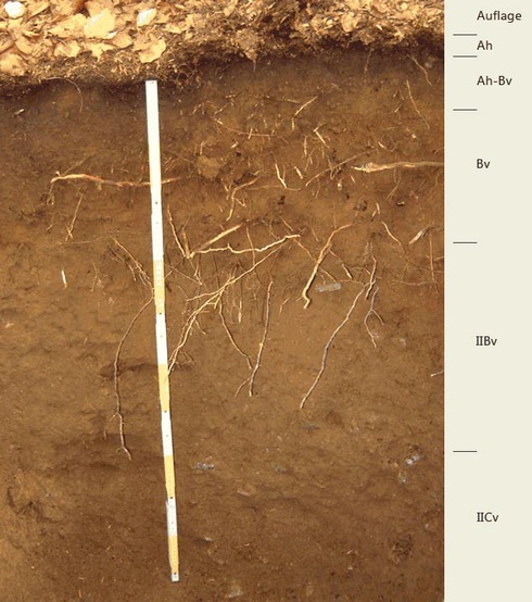 Soil profile of the sampling site Forellenbuchet; Photo: FhG IME