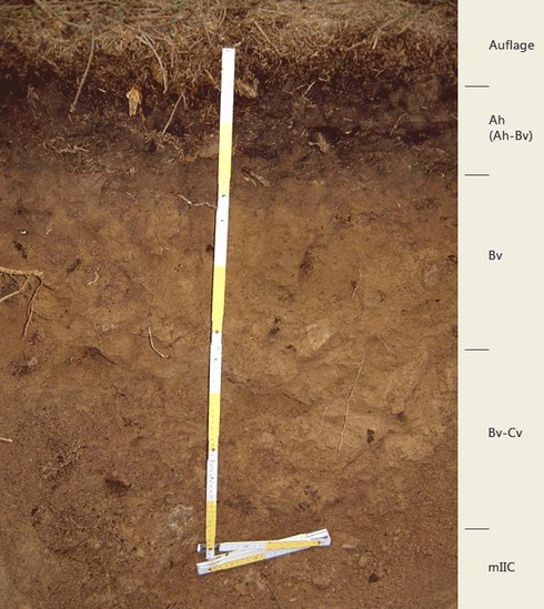 Soil profile of the sampling site Friedrichshäuser Bruch; Photo: FhG IME