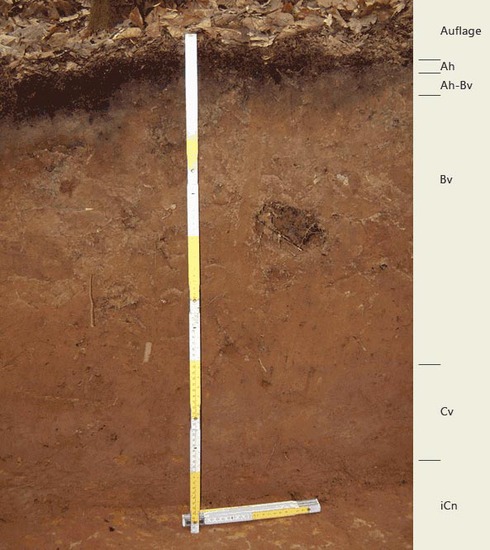 Soil profile of the sampling site Edersberg; Photo: FhG IME