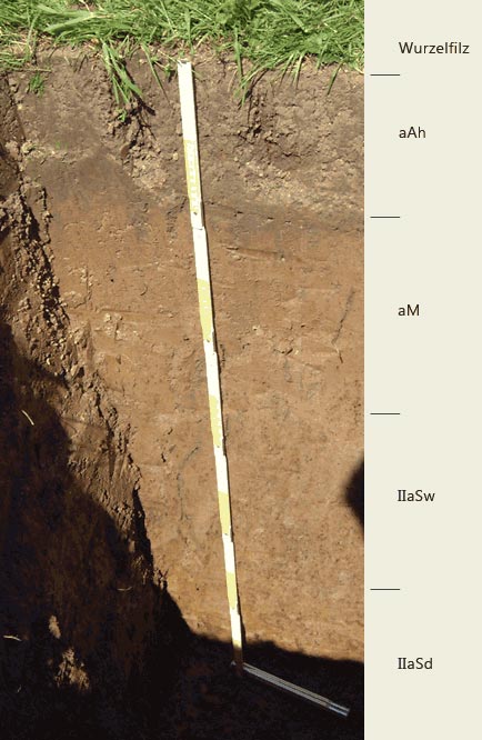 Soil profile of the sampling site Leipzig, Rosental.