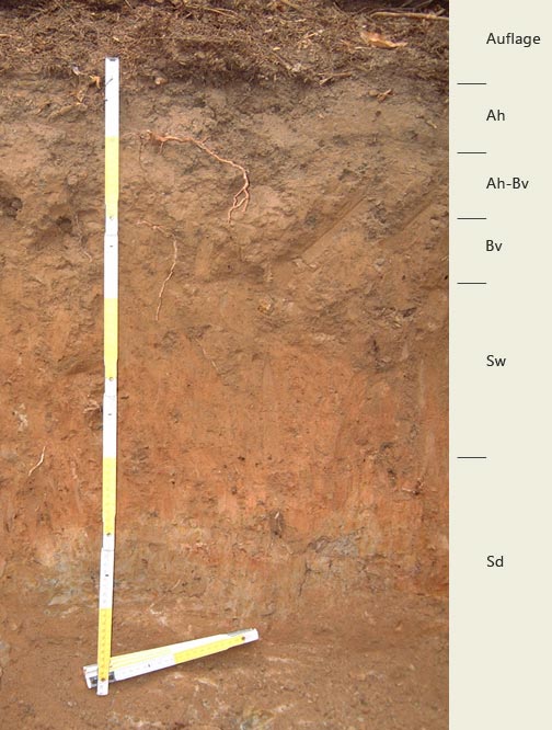 Soil profile of the sampling site.