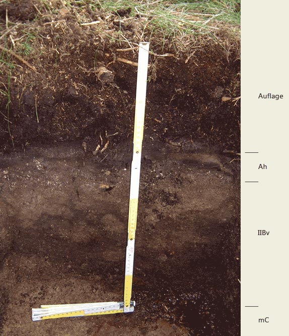 Soil profile of the sampling site Naturdenkmal Stempelsbuche.
