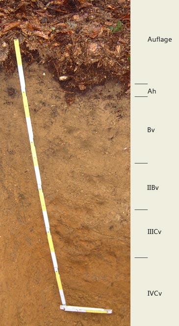 Soil profile of the sampling site Großpalmberg.