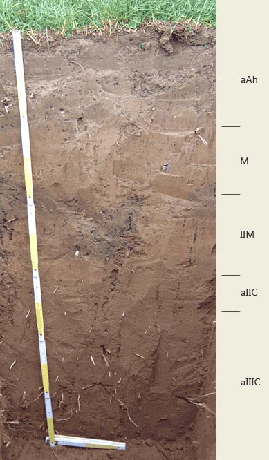 Soil profile of the sampling site SB-Staden.