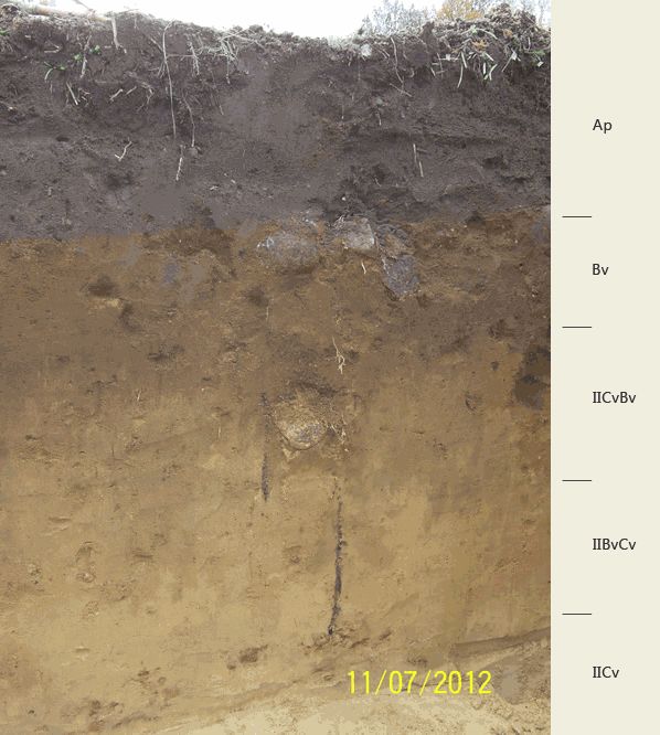 Soil profile of the sampling site Ruhwinkel-Ost.